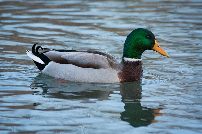 Minnesota Mallard.jpg